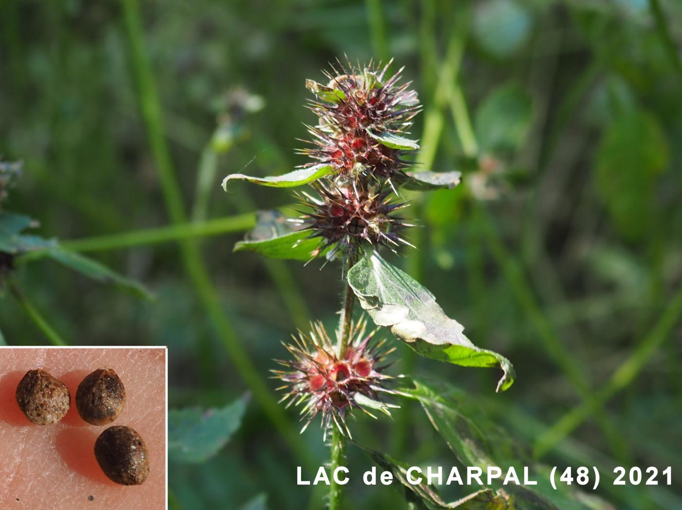 Hemp-Nettle, Common fruit